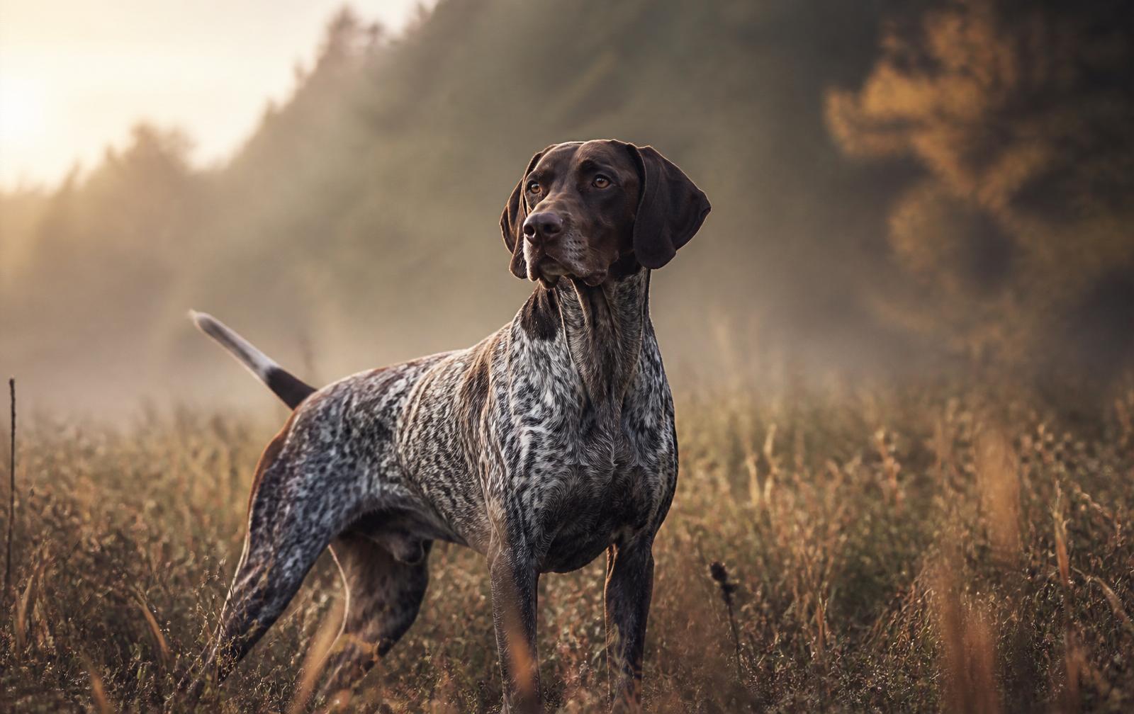 Jagdhund im Morgenlicht